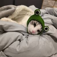 Photo of Cassian   In Foster Care In Melbourne