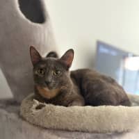 Photo of Luna (Was Marshmallow)