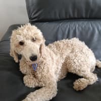 Photo of Paris   1 Year Old Poodle