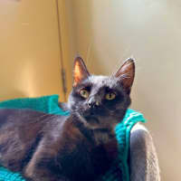 Photo of Violet