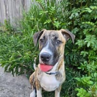 Photo of Bernard *$350 Adoption Fee*