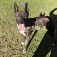 Photo of Abby Imp 1408