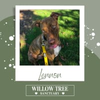 Photo of Lennon