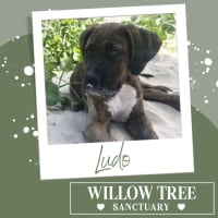 Photo of Ludo