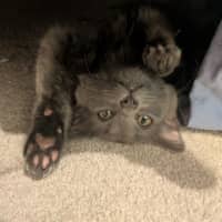 Photo of Earl Grey