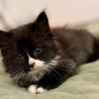 Photo of Fluoxetine Aka Flux