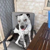 Photo of Darcie *$150 Adoption Fee*