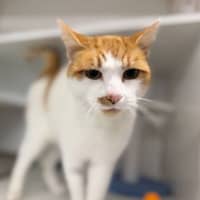 Photo of Ginger
