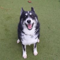 Photo of Dutchess