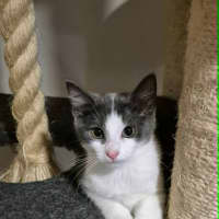 Photo of Casper