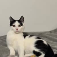 Photo of Smudge