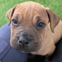 Photo of Buttercup