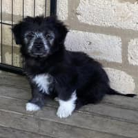 Photo of Billy The Kid