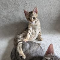 Photo of Tosca & Donnie 