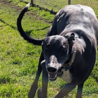 Photo of Snippy The Greyhound