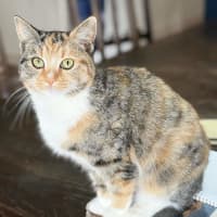 Photo of Foxtrot