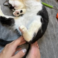 Photo of Luna