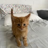 Photo of Hercules   Located In Ashwood