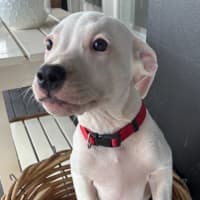 Photo of Charlotte   3 Month Old Staffy X (On Trial)