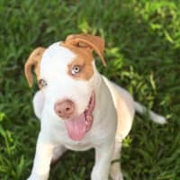 Photo of Reggie/Jingle