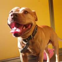 Photo of Cooper