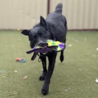 Photo of Ace