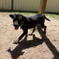 Photo of Ace
