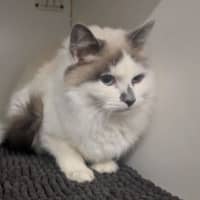 Photo of Remy