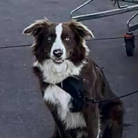 Photo of Zeke   11 Month Old Border Collie