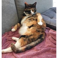 Photo of 11112   Harley