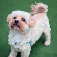 Photo of Peanut Butter