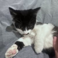 Photo of Chaplina