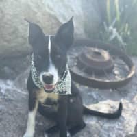Photo of Missy