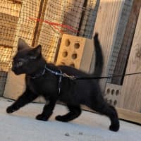 Photo of Echo / Rahu