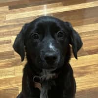Photo of Roxie