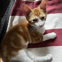 Photo of Grover