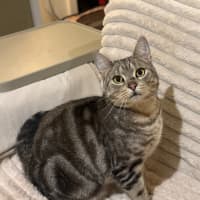 Photo of Milo
