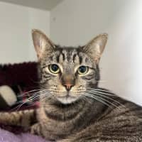 Photo of Benji (Bonded To Coco)