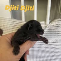 Photo of Djiti Djiti