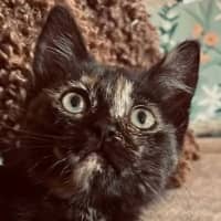Photo of Treacle