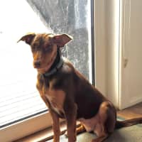 Photo of Piper
