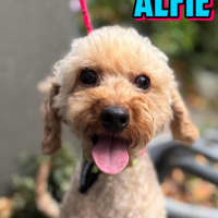 Photo of Alfie