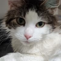 Photo of Miffy