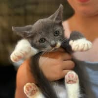 Photo of Dasher 🦌