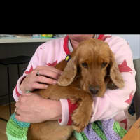 Photo of Phoebe Cocker Spaniel