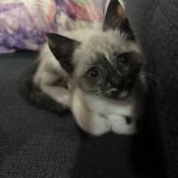 Photo of Riff