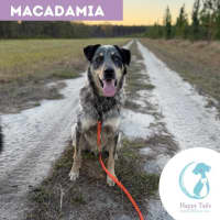 Photo of Macadamia