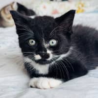 Photo of Ziggy 🖤