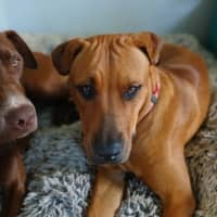 Photo of Roadie & Rusty