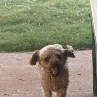 Photo of Chilli